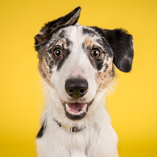 Socialização para cachorro em sp